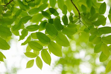 How to Identify Deciduous Trees by Their Leaves