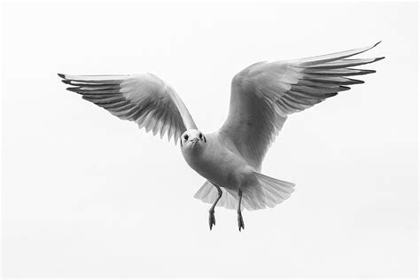 Black Headed Gull Justin Garner Flickr