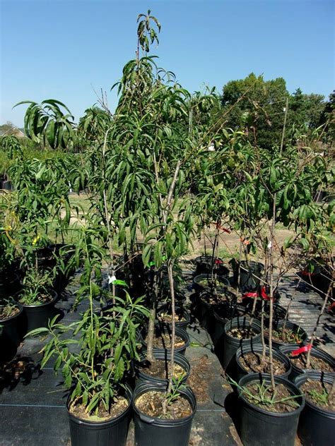 Yunakesa Contender Peach 4 6 Ft Tree Sweet Juicy Peaches Fruit Trees Now Patio