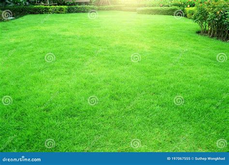 Garden Landscape Design Fresh Grass Smooth Lawn With Curve Form Bush In House`s Garden Care