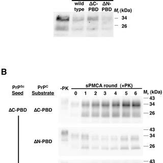 Seeding Of In Vitro Fibrillar Formation A The Kinetics Of Fibril