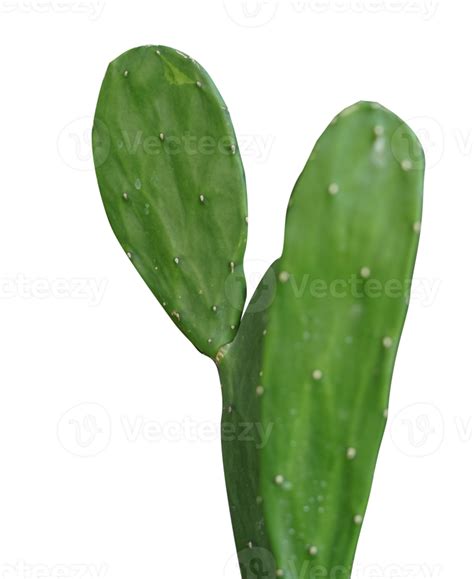 Cactus Plants Isolated Transparent Background 12620231 Png