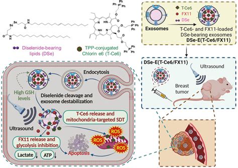 纳米人 Biomaterials：包封糖酵解抑制剂的可生物还原外泌体用于增强靶向线粒体的声动力癌症治疗