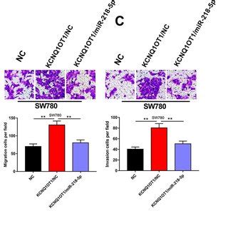 The Effects Of KCNQ1OT1 MiR 218 5p On Proliferation Migration