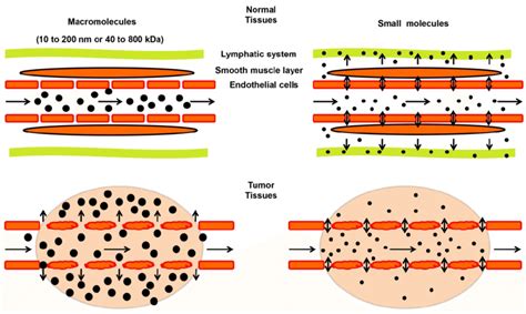 Schematic Illustration Of The Enhanced Permeability And Retention Epr