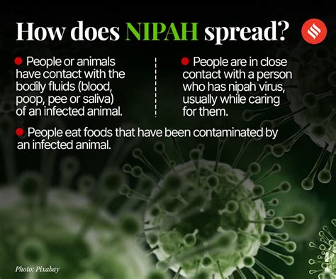 Kerala Fights Nipah Virus Again What Are Signs And Symptoms How To