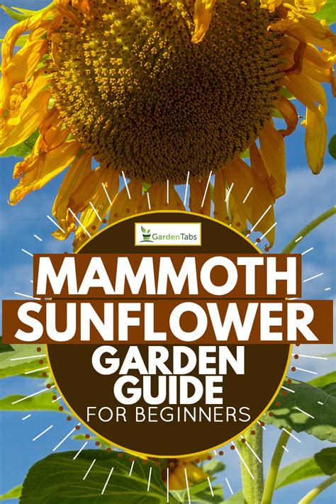 How To Grow Mammoth Sunflowers Garden Guide For Beginners