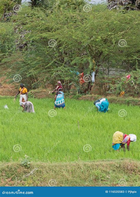 Women Fieldworkers In Tamil Nadu Editorial Stock Photo Image Of