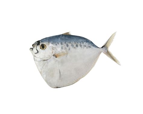 Moonfish Whole Round