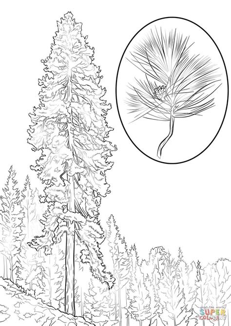 Longleaf Pine Tree Coloring Page