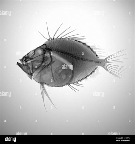 Fin Of John Dory Black And White Stock Photos Images Alamy