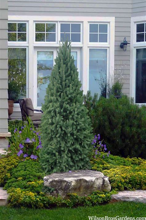 Buy Dwarf Columnar Norway Spruce Picea Abies Fastigiata Compacta