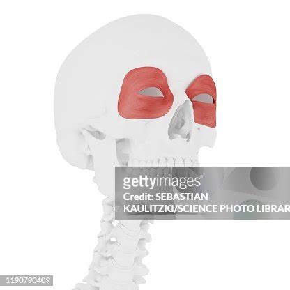 Orbicularis Oculi Muscle Illustration High-Res Vector Graphic - Getty ...