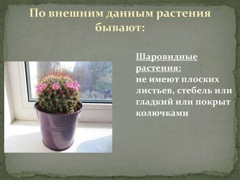 Комнатные растения в интерьере - презентация онлайн