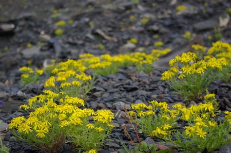 Subspecies Senecio Leucanthemifolius Caucasicus Inaturalist