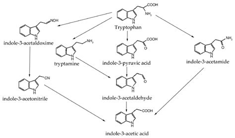 Proposed pathways for the biosynthesis of indole-3-acetic acid (IAA ...