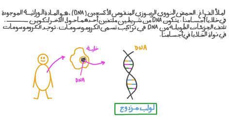 فيديو السؤال تذكر تركيب جزيء الحمض النووي ‪ Dna ‬‏ نجوى