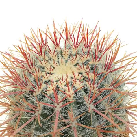 Ferocactus Stainesii Var Pilosus Cm Cactaceae Giromagi Vendita