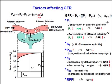 Renal Blood Flow And Glomerular Filtration Nagy Flashcards Quizlet