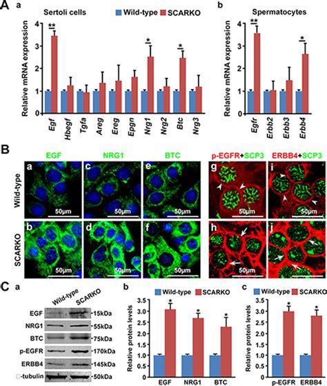 Oncotarget Androgen Receptor In Sertoli Cells Regulates Dna Double