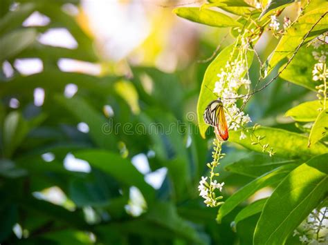 Rosa Chinesa Ou Citharexylum Spinosum Linn flores Na árvore