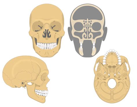 MAXILLAE Diagram | Quizlet