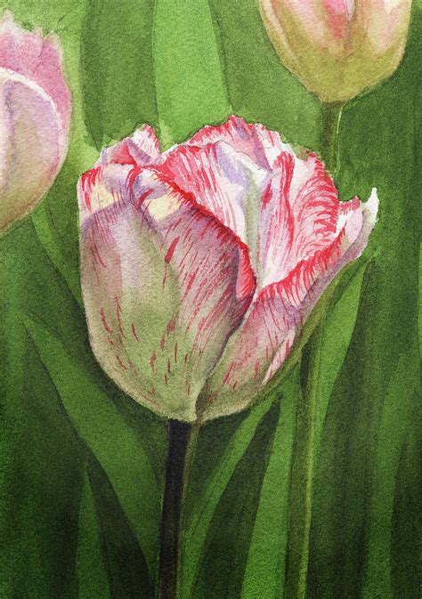 Tulip Watercolor