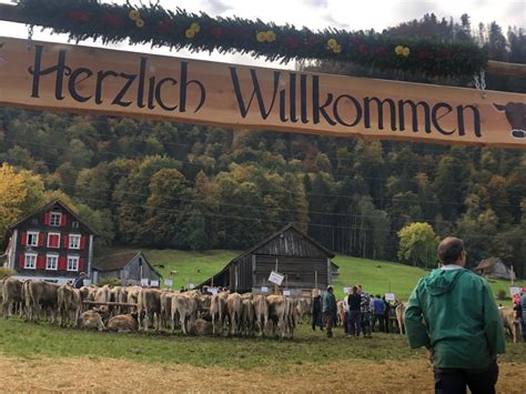 Viehschau Oberterzen Wie Fr Her Resort Walensee Unterterzen