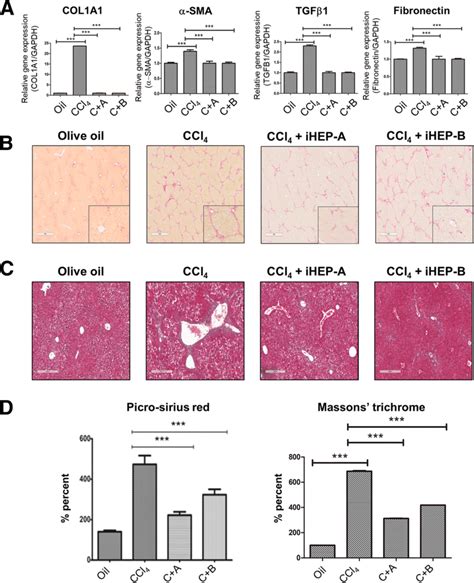 Anti Fibrotic Effect Of Intra Splenic Transplanted IHEPs On