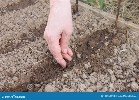 Female Hand Sowing The Seeds In The Ground Spring Planting Of