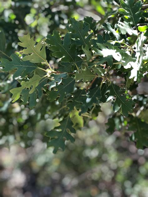 #PlantoftheWeek: Gambel Oak | Las Vegas, NV | Go Mt. Charleston