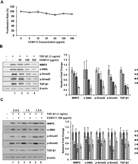 E Ccm111 Reduced Tgf B1 Induced Expression Of A Sma And Mmp2 And