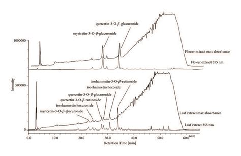 Rp Hplc Dad Chromatograms Of Leaf And Flower Extracts For Each Extract Download Scientific