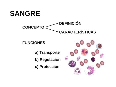 PPT INTRODUCCIÓN A LA HEMATOLOGIA DOKUMEN TIPS