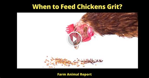 Grit For Chickens 2024 When To Feed Chickens Grit