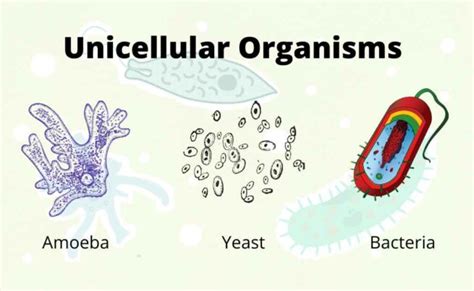 Unicellular Organisms Characteristics Physiology Cell Organization