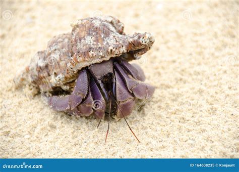 Perpal Wild Crab With Shell Paguroidea On The Beach Stock Image Image