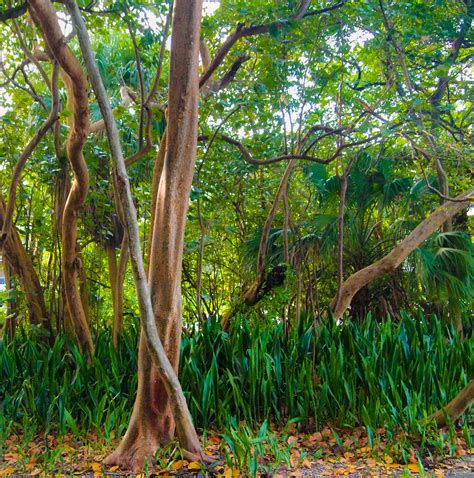 Tropical forest in southern Florida | Etsy