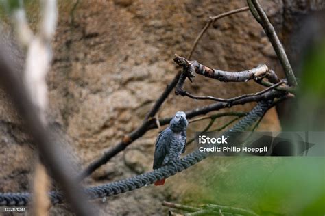 Burung Berbahaya Di Sabana Mencari Beberapa Hewan Yang Lebih Kecil