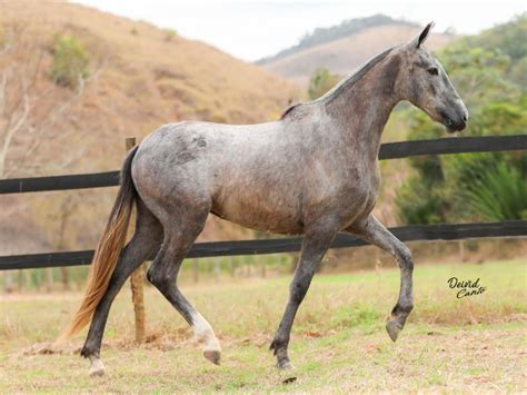 LOTE 11 DIVINA PBS LEILÃO VIRTUAL HARAS SANTA AMÉLIA PARTICIPAÇÃO