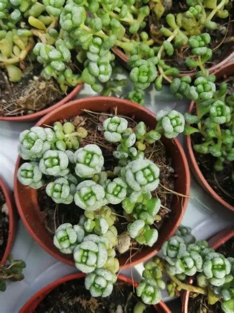 Crassula Corallina Siracactus Succulente Sicilia Vendita Online