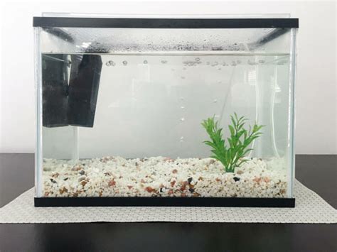 Can You Add Plants to an Established Aquarium? - HomeTanks