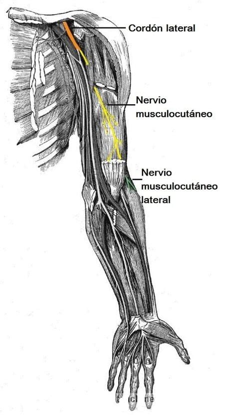 Nervio Musculocut Neo Origen Anatomia Funciones Y Lesiones