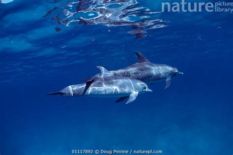 Stock Photo Of Atlantic Spotted Dolphin Mother And Calf Stenella