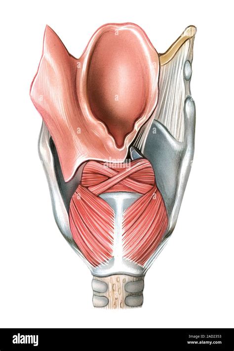 Illustration Of The Upper Respiratory Tract Larynx This Posterior