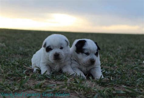 Available Texas Heeler Puppies - Town & Country Texas Heelers