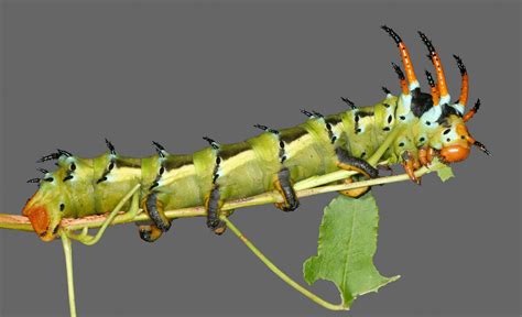 Caterpillars! – McGuire Center