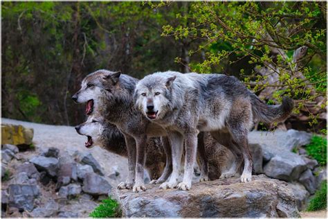 Colorado could capture wolves within days, unless a judge delays the ...