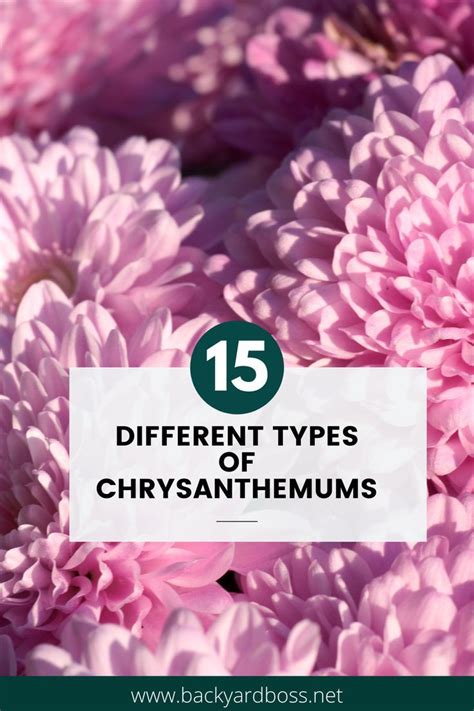 15 Types Of Chrysanthemums For Your Garden In 2024 Chrysanthemum