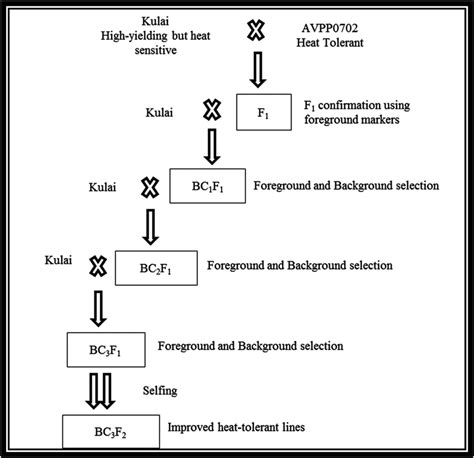 Schematic Representation Of The Backcrossing Procedure Download Scientific Diagram